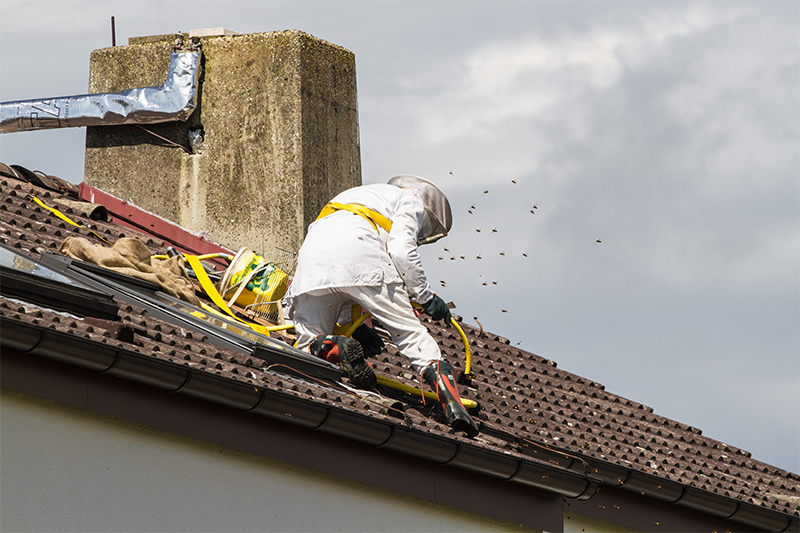 Bee Pest Control in Worthing West Sussex