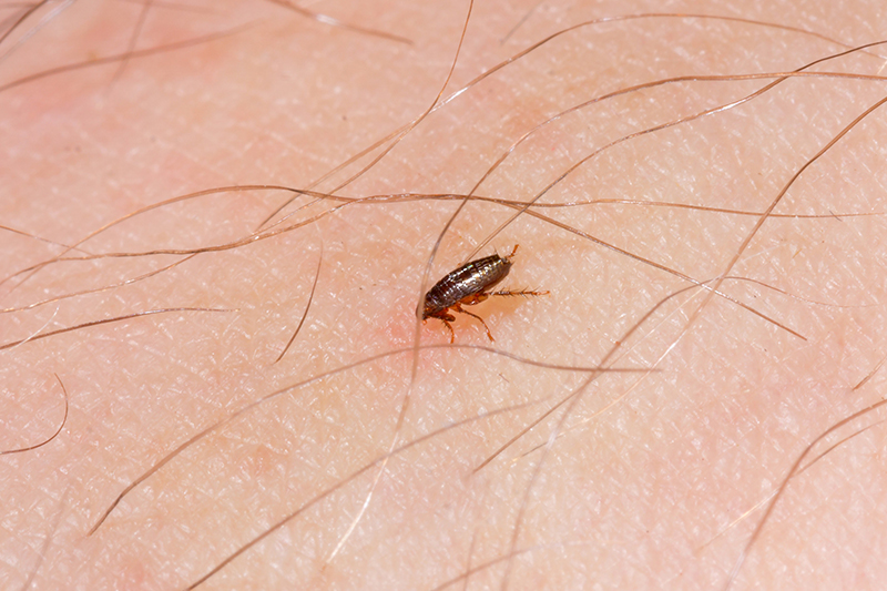 Flea Pest Control in Worthing West Sussex